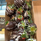 Chocolate dipped Strawberries 10 pack