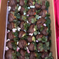 Chocolate dipped Strawberries 10 pack